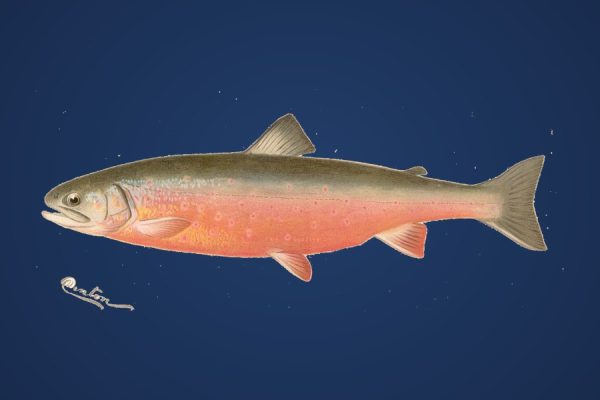Illustration of an Arctic char, a northern Canadian gamefish