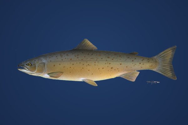 Illustration of an Atlantic salmon, an eastern Canadian gamefish