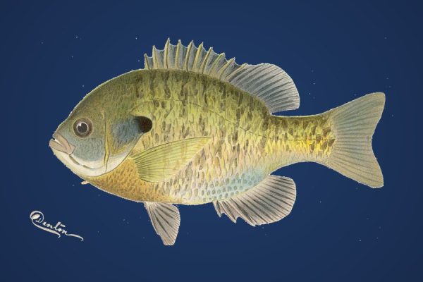 Illustration of a bluegill, target species for Bassline Baits panfish plastics
