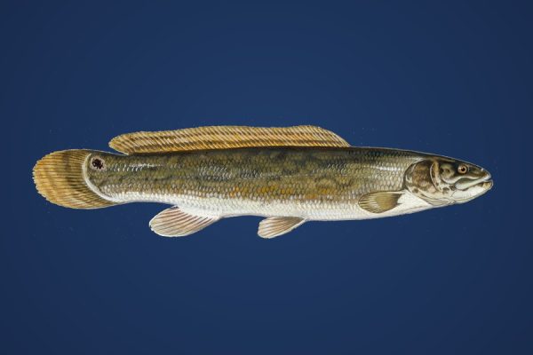 Illustration of a bowfin, a hard-fighting Canadian rough fish