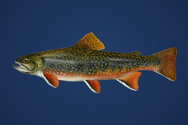 Illustration of a brook trout, target species for Bassline Baits small soft plastics