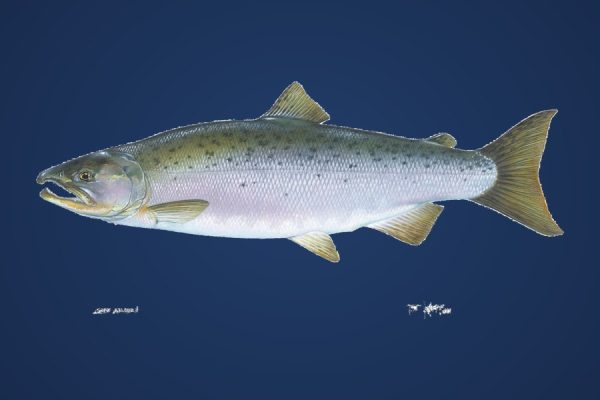 Illustration of a coho salmon, a Pacific and Great Lakes gamefish