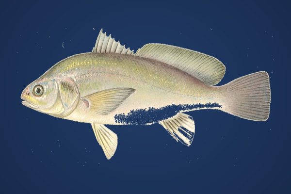Illustration of a freshwater drum, an underrated Canadian gamefish