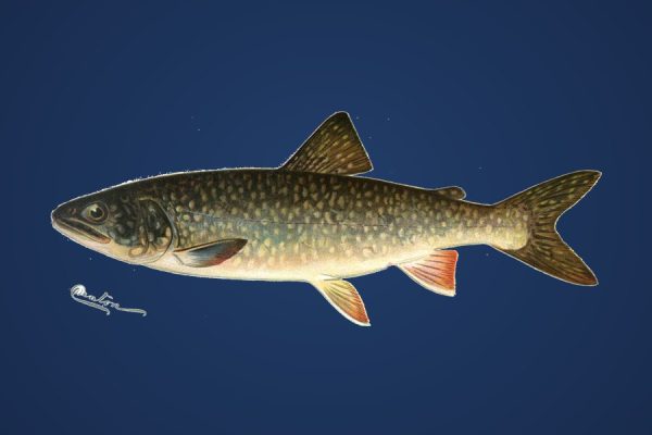 Illustration of a lake trout, a deep cold-water Canadian gamefish