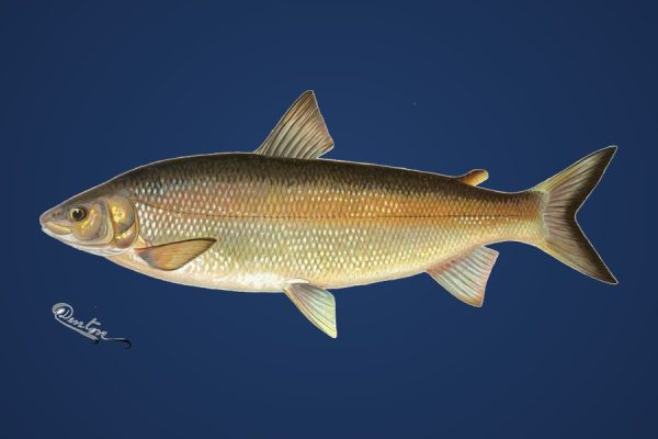Illustration of a lake whitefish, a Canadian coldwater gamefish