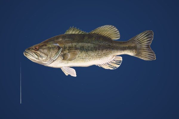 Illustration of a largemouth bass, target species for Bassline Baits hand-poured soft plastics