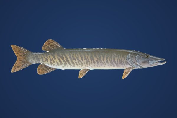 Illustration of a muskellunge, target species for Bassline Baits oversized rubber
