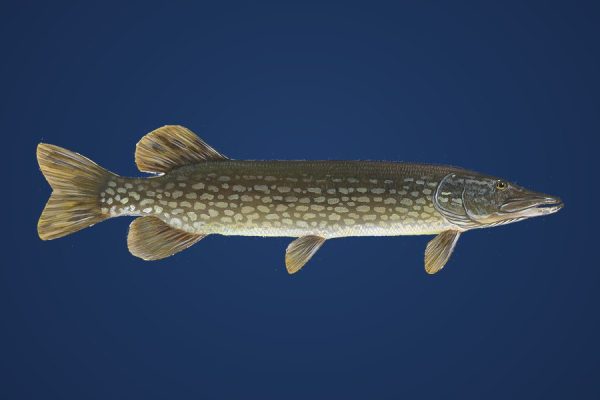 Illustration of a northern pike, target species for Bassline Baits big-profile swimbaits