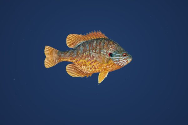 Illustration of a pumpkinseed sunfish, target species for Bassline Baits panfish plastics