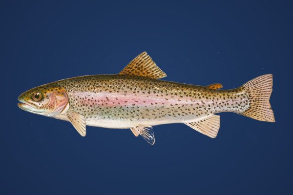Illustration of a rainbow trout, target species for Bassline Baits trout plastics