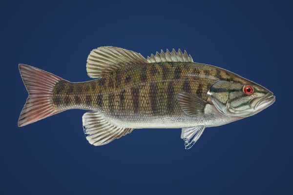 Illustration of a smallmouth bass, target species for Bassline Baits finesse plastics