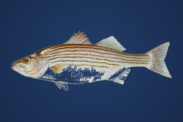 Illustration of a striped bass, target species for Bassline Baits baitfish plastics