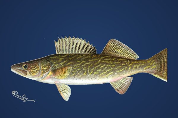 Illustration of a walleye, target species for Bassline Baits ringworms and paddle tails