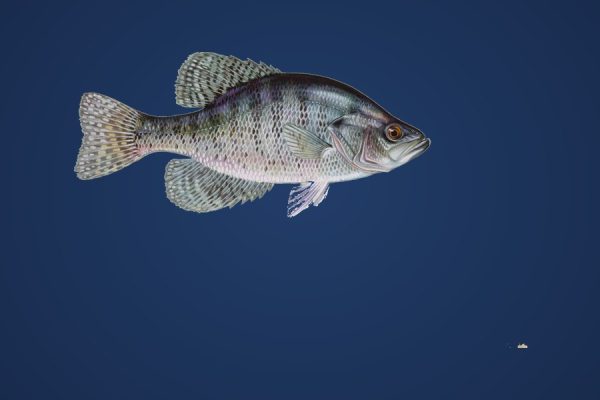 Illustration of a crappie, target species for Bassline Baits micro jigs and tubes