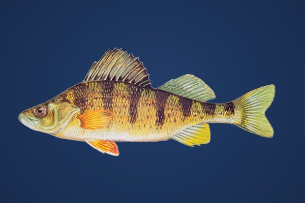 Illustration of a yellow perch, target species for Bassline Baits small soft plastics